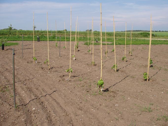 
De første 26 vinplanter blev plantet i 2010:
16 rondo (rød drue)
8 ortega (grøn drue)
1 solaris (grøn drue)
1 siegerrebe (aromatisk spisedrue)